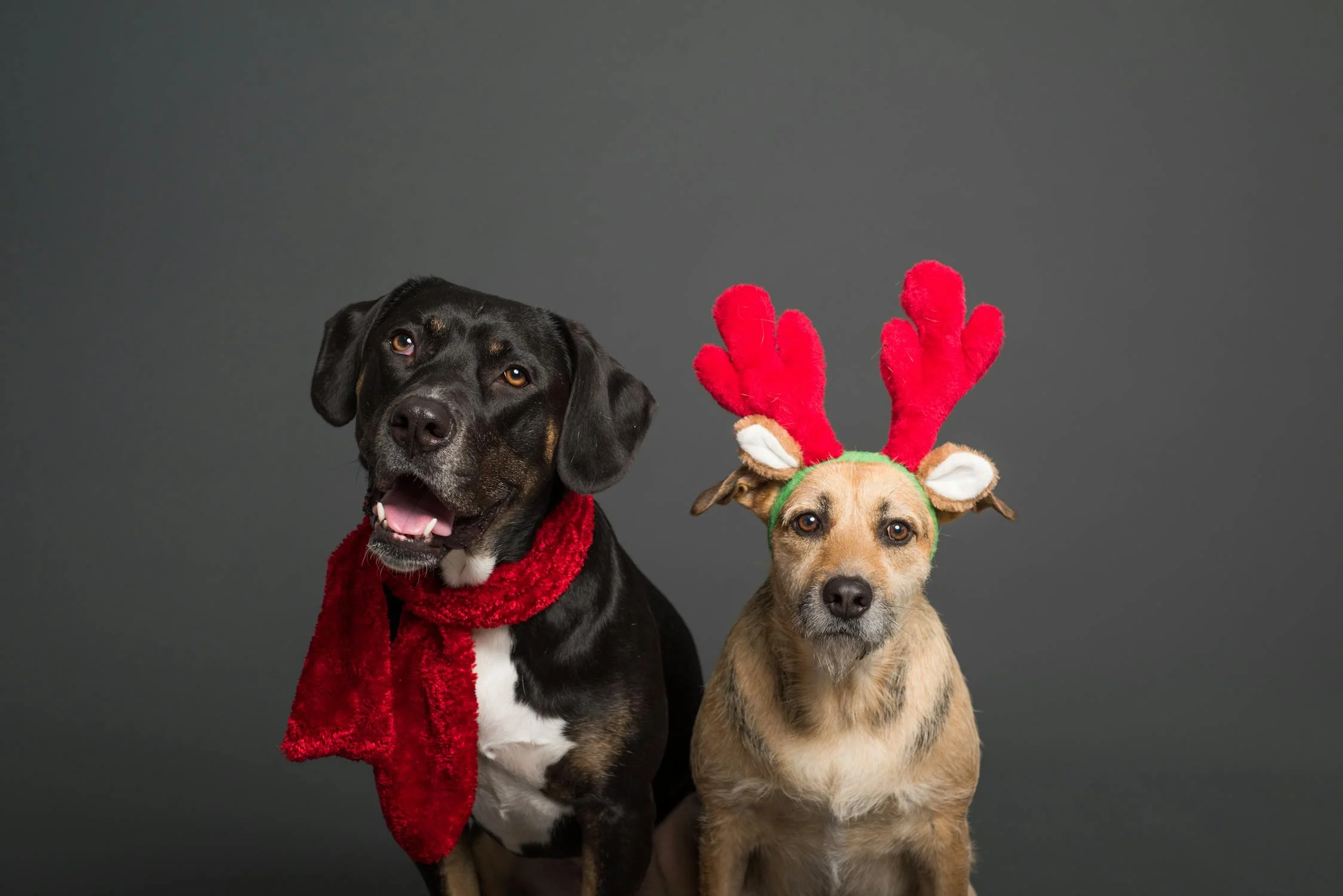 Custom Pet Accessories